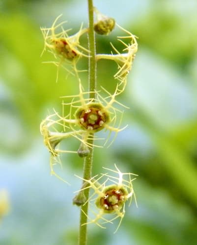 Alpine Mitrewort