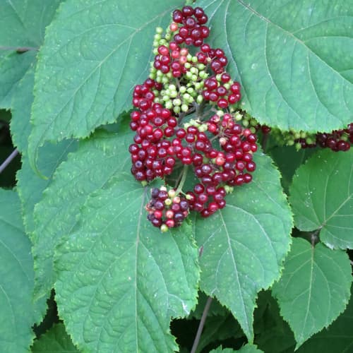 American Spikenard Bonsai