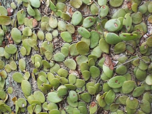 Dragon-Scale fern