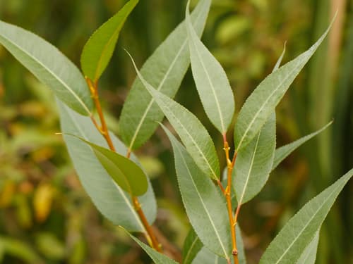 Shining Willow