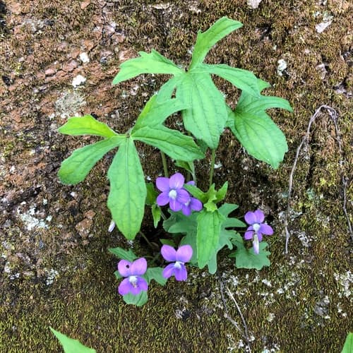 Three-lobed Violet Bonsai