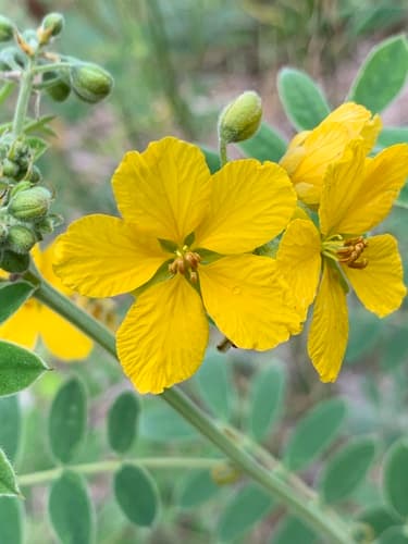 Lindheimer's Senna