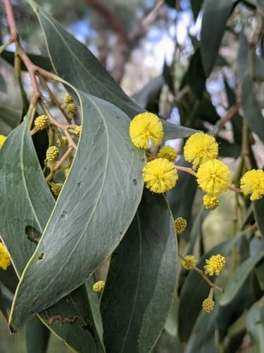 Golden Wattle Bonsai