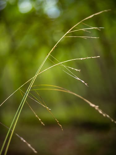 Nodding Fescue