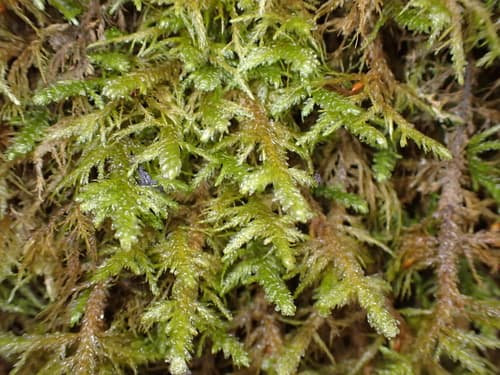 Menzies' metaneckera moss