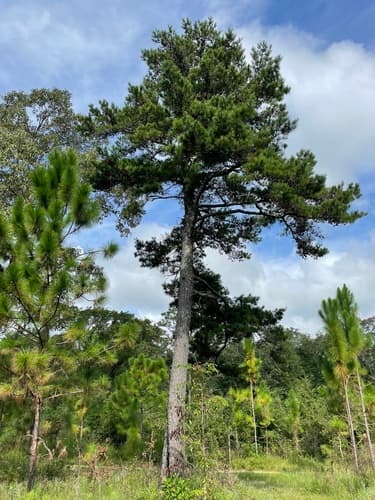 Spruce Pine Bonsai