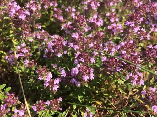 Wild Thyme Bonsai
