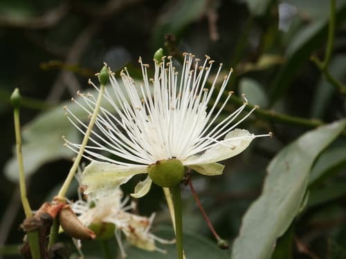 Brush Caper Berry