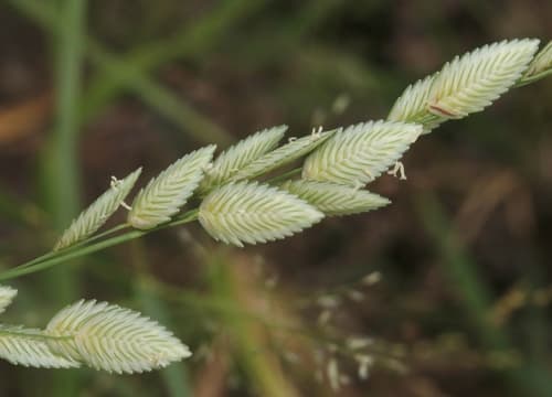 Wilman Lovegrass