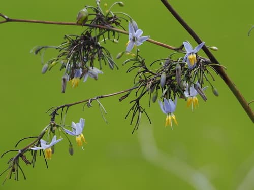 Cerulean Flax-Lily