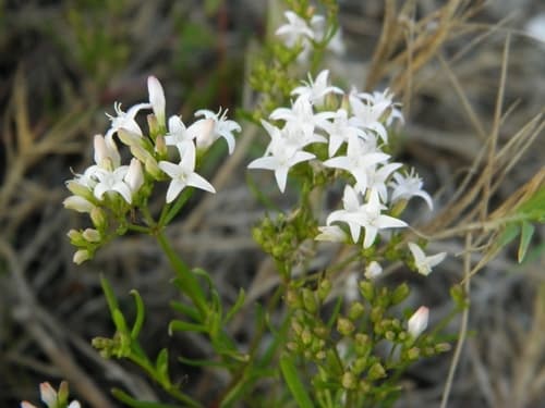diamond-flowers