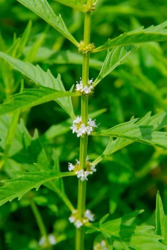American Bugleweed