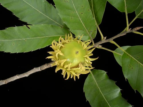 Sawtooth oak