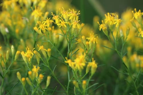 Slender Goldentop