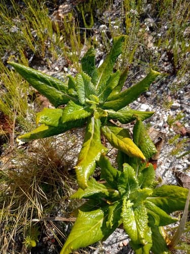 Hairy Tinderleaf