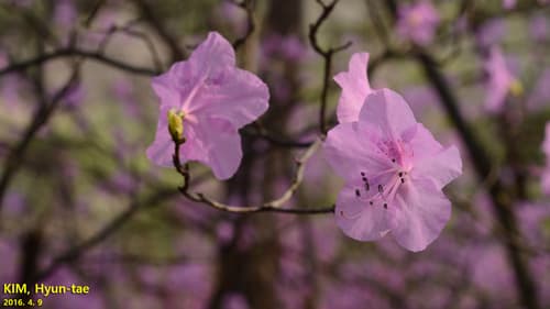 Korean Rhododendron Bonsai
