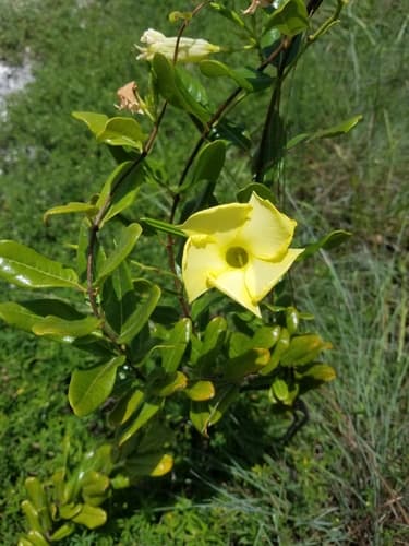 Yellow Mandevilla Plant
