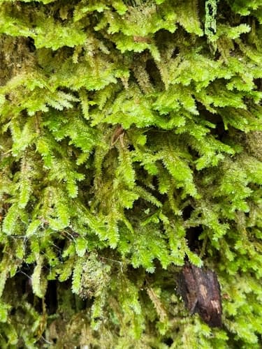 Shingle Moss
