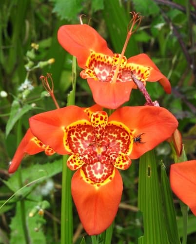 Tiger flower