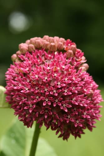 Purple Milkweed (Not a Bonsai)