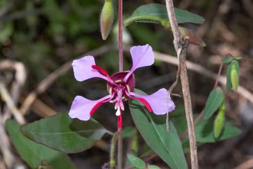 Elegant Clarkia