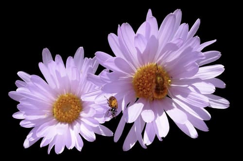 Mojave Woodyaster