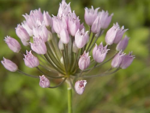 Mouse Garlic