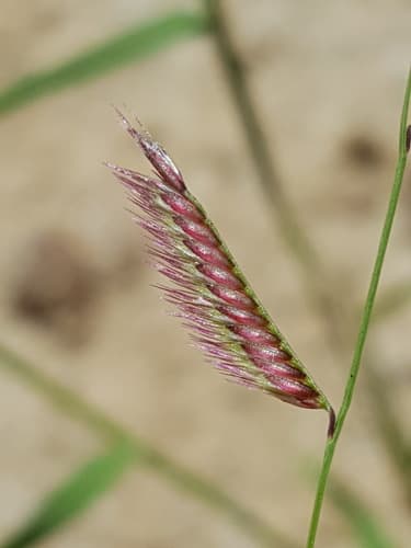 Sixweeks Grama