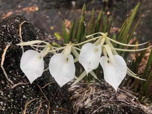Lady of the Night Orchid