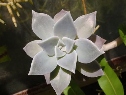 Ghost-plant
