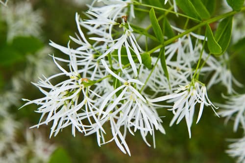 White Fringetree
