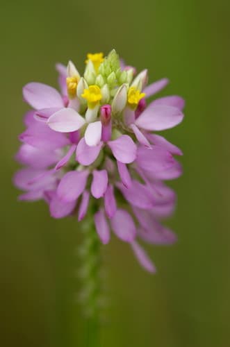 button-rosy