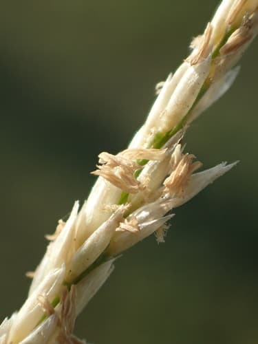 Seashore Dropseed