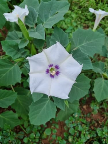 desert thorn-apple