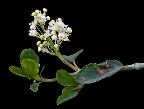 Mountain Whitethorn
