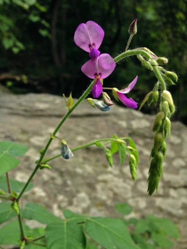 Hoary Tick-trefoil