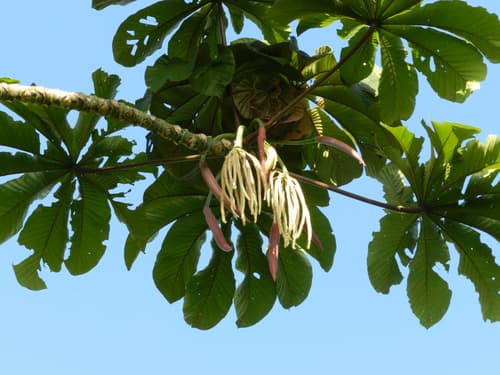 Trumpet Tree