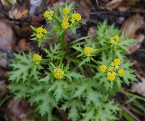 Laceleaf Sanicle