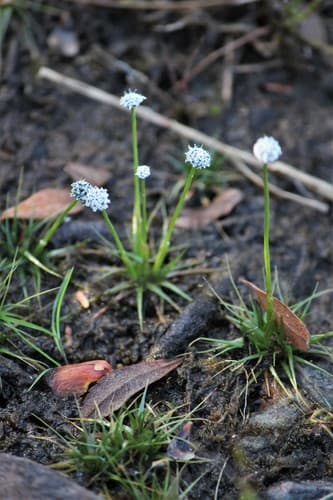 Common Pipewort