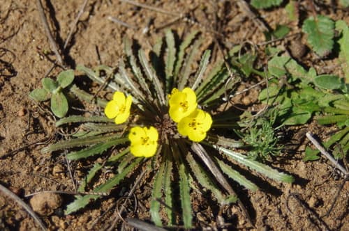 California sun cup