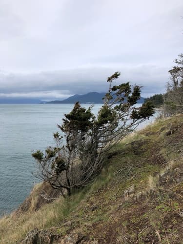Seaside Juniper