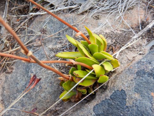 Karoo Stonecrop