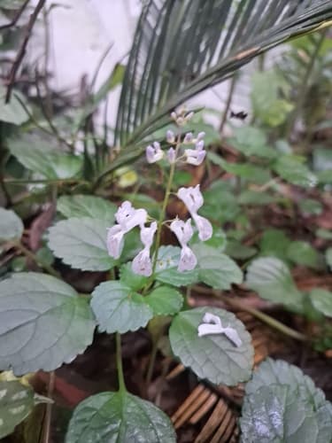 Whorled Plectranthus