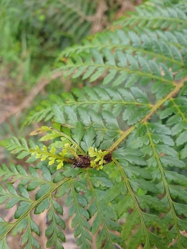 Mother Shield Fern