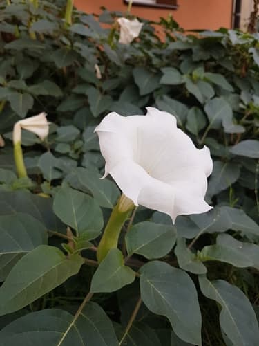 Downy Thorn-apple