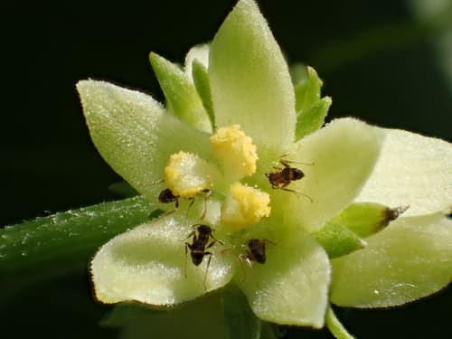 Chayote Flower Specimen
