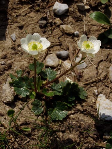 Alpine Crowfoot