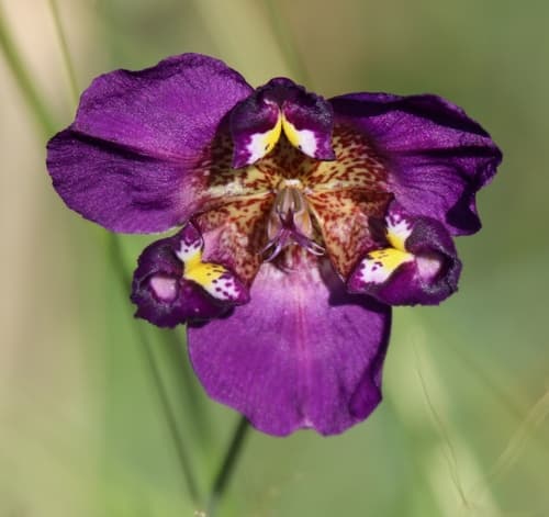Purple Pleatleaf