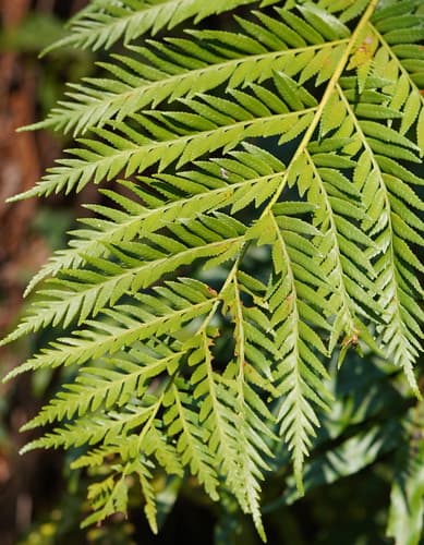 King Fern
