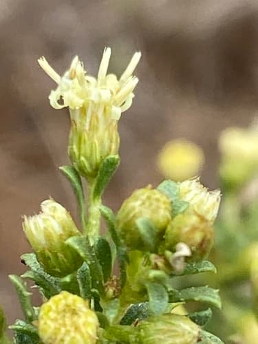 Yerba de Pasmo